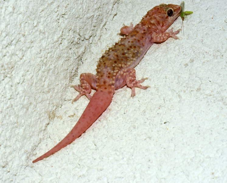 Geco verrucoso  (Hemidactylus turcicus)